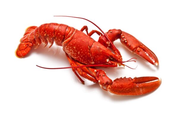 LOBSTER