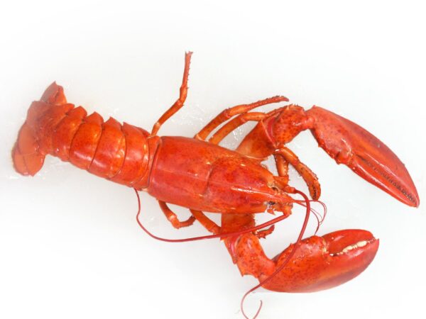 LOBSTER - Image 3