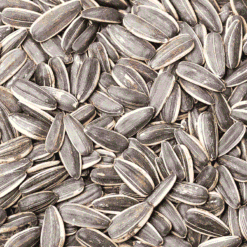 SUNFLOWER SEED