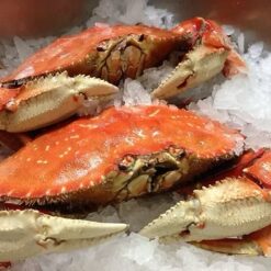 Dungeness Crab